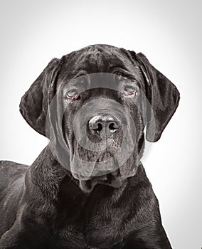 Cane corso puppy on a white background