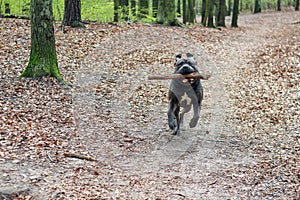 Cane Corso retrieving in the forest