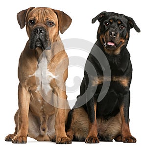 Cane Corso and a Rottweiler