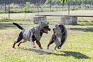 Cane corso and rottweiler
