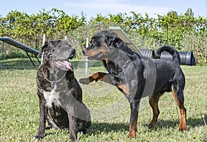Cane corso and rottweiler