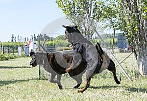 Cane corso and rottweiler