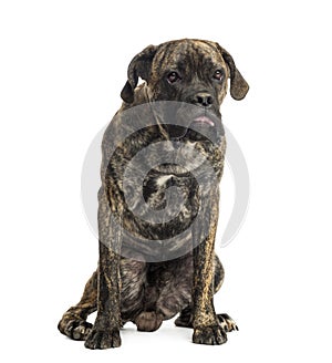 Cane Corso sitting, 8 months old