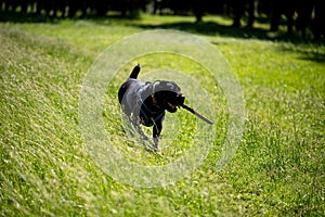 Cane Corso with a stick in his teeth runs through the grass