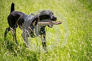 Cane Corso with a stick in his teeth runs through the grass