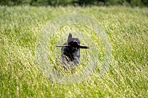 Cane Corso with a stick in his teeth runs through the grass