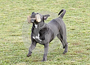 cane corso training for obedience