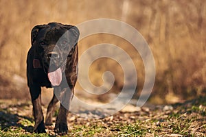 Cane Corso walks happily during golden hour in nature