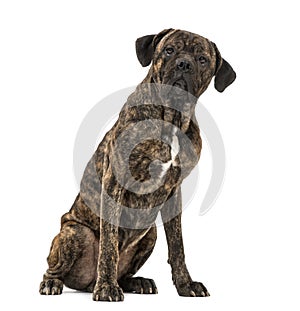 Cane Corso 2 years old