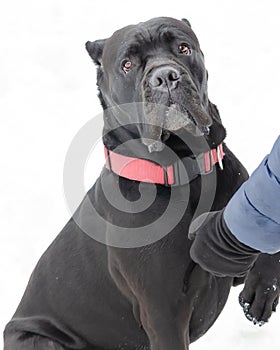 Cane Corso. Young dog plays with its owner.