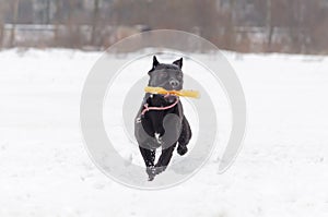 Cane Corso. Young dog plays with toys.