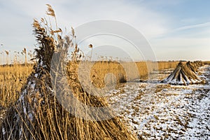 Cane Cultivation Field in Winter Giethoorn
