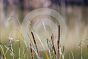 Cane dragonfly sunset