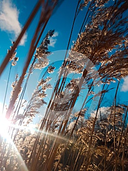 Cane, dried flower on a background of bright blue sky and the rising sun. Fresh summer day. The wind tilts the reed