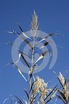 Cane flowers on the river, blue sky