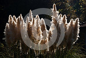 Cane flowers