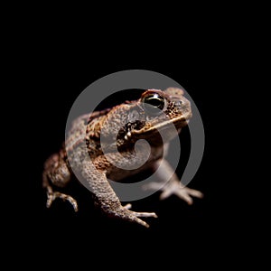 Cane or giant neotropical toad on black