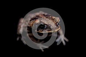 Cane or giant neotropical toad on black