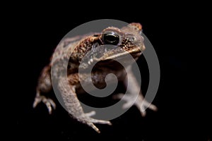 Cane or giant neotropical toad on black