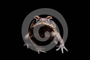 Cane or giant neotropical toad on black