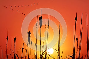 Cane and grassland silhouette at sunset