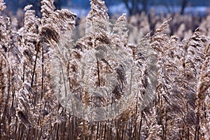 Cane on the lake shore