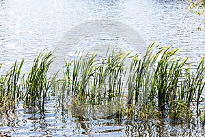 Cane leaves in water of pond illuminated by sun