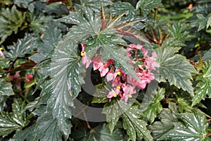 Cane-like Begonia \'Lana\' leaves with pink flowers photo