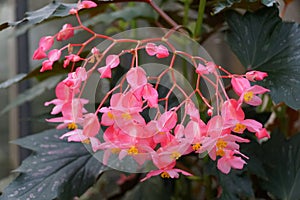 Cane-Like Begonia `Lana` pink flowers photo