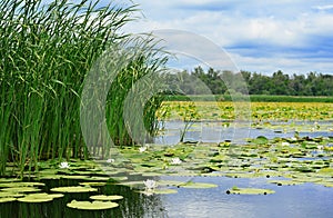 Cane and lilies on the lake