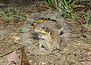 Cane or marine toad Bufa marinus photo
