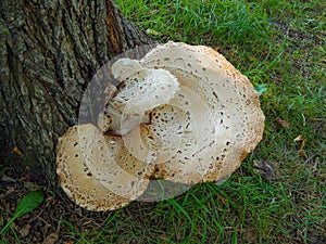 Cane mushrooms growing on a tree, mushrooms growing