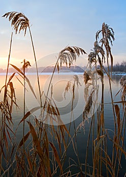 Cane in the rays of the rising sun chilly morning