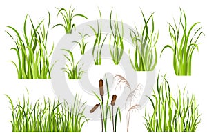 Cane and reed plant set graphic elements in flat design
