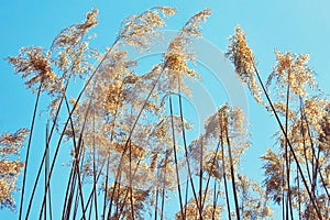 Cane is similar to tall trees in the sun. Reeds against the blue sky. Warm weather on a sunny day