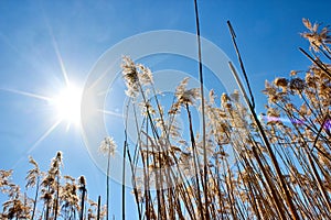 Cane is similar to tall trees in the sun. Reeds against the sunny blue sky. Warm autumn weather on a sunny dawn