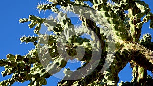 Cane spiny cholla, walkingstick cactus Cylindropuntia spinosior on a background of blue sky. Arizona, USA