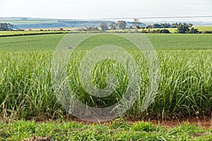 Cane sugar field, Pradopolis. SÃ£o Paulo countryside state