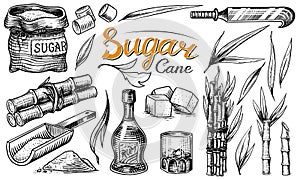 Cane sugar with leaves. Set of Sugarcane plants. Stalks and bottle of rum, Wooden plate spoon, Cubes and juice, Bamboo