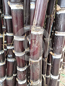 Cane sugar red and black stam of trees