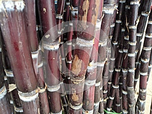 Cane sugar red and black stam of trees