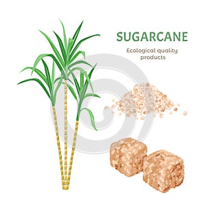 Cane sugar set. Brown cane sugar cubes, plant and  sand sugar pile