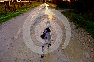 Cane sulla strada photo