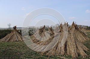 Cane tapers near a road