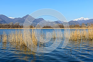 Cane thicket on lake Alserio (North Italy) photo