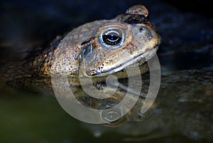 Cane Toad