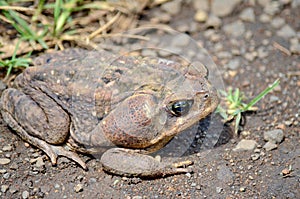 Cane Toad