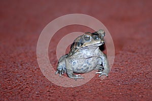 Cane Toad