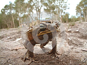 Cane toad