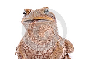 Cane Toad